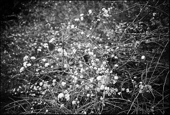 Blooming bush