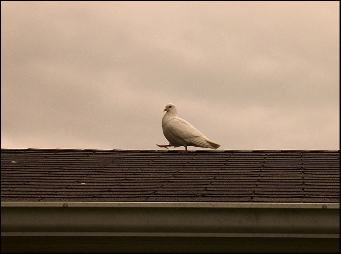 Dove