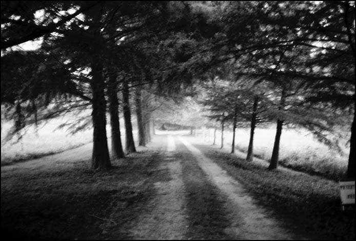 Tree-lined