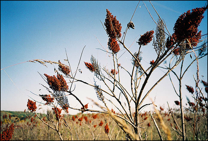 Sumac again