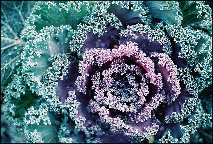 Icy frills
