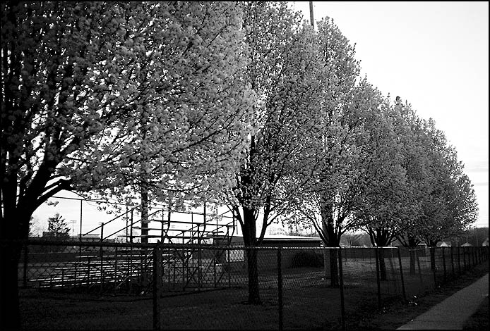Pear trees