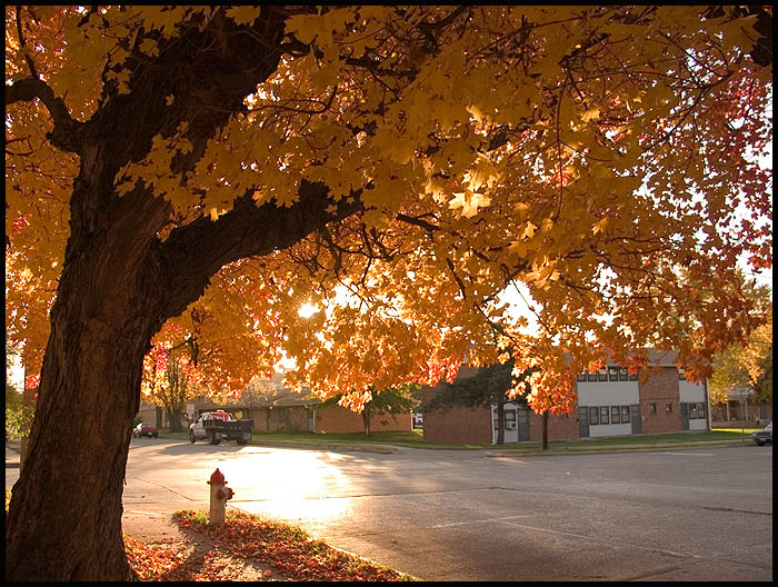 Fall Morning