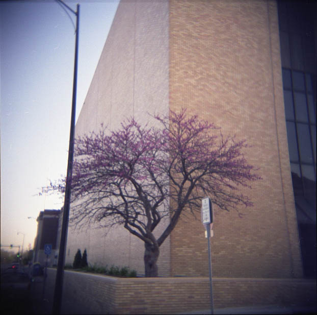 Red Bud Tree