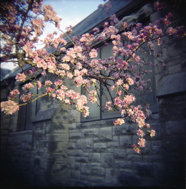 More Blossoms